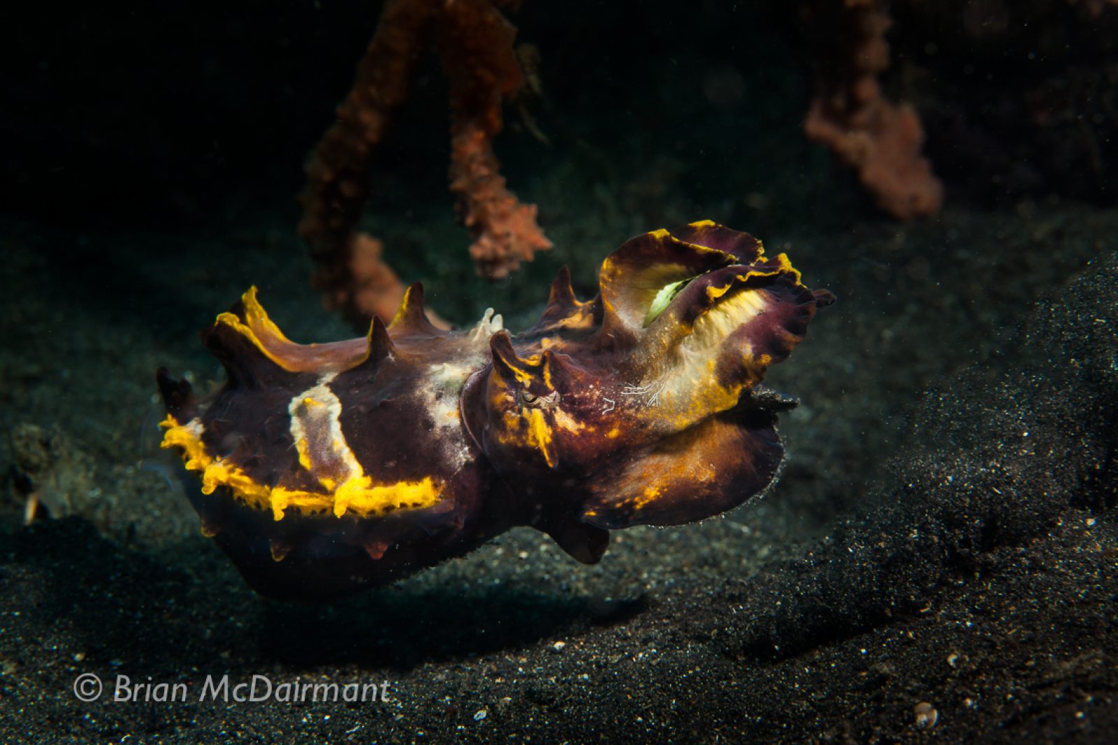 Flamboyant Cuttlefish