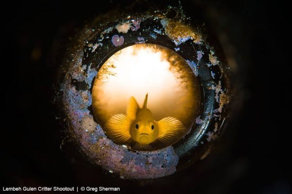 Lembeh Gulen Critter Shootout