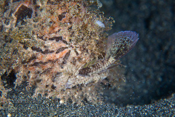 Hairy-Frogfish-Eating---Ethan-Daniels