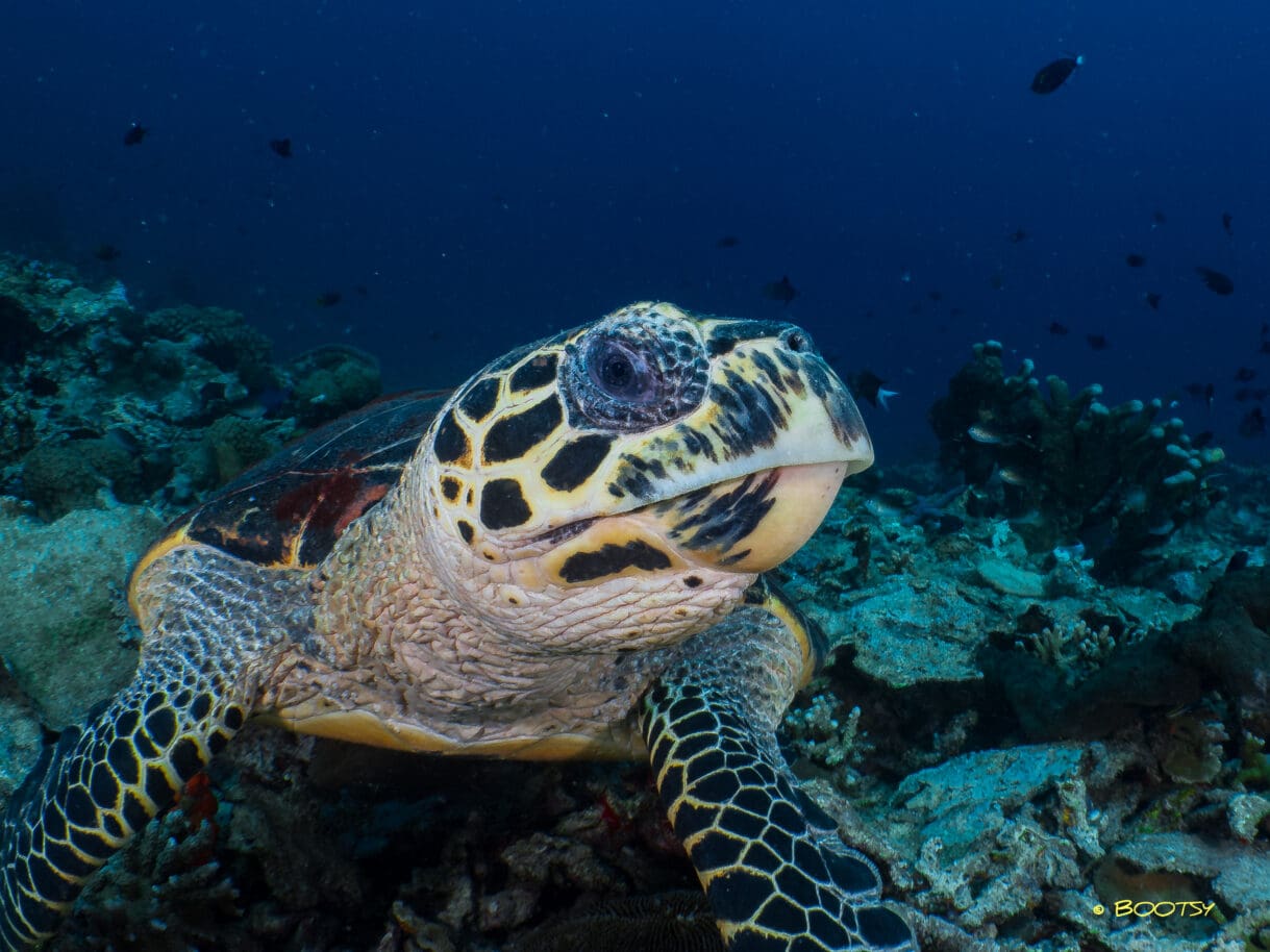 Hawksbill Turtle Lembeh