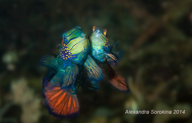 Lembeh 2014