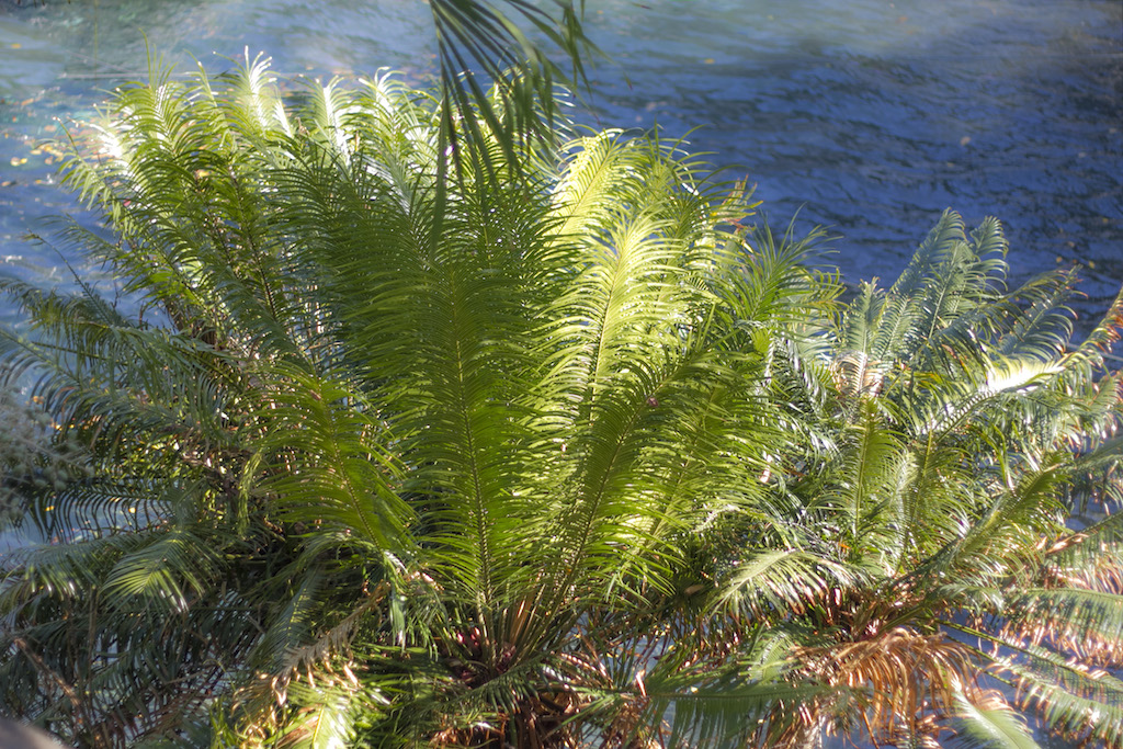 Lembeh Resort - Palm Tree - Patrick Blanc -  Morten Lund Hansen