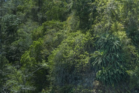 Lembeh Resort - Palm Tree - Patrick Blanc -  Morten Lund Hansen