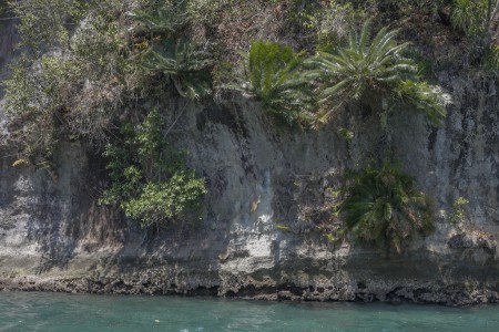 Lembeh Resort - Palm Tree - Patrick Blanc -  Morten Lund Hansen