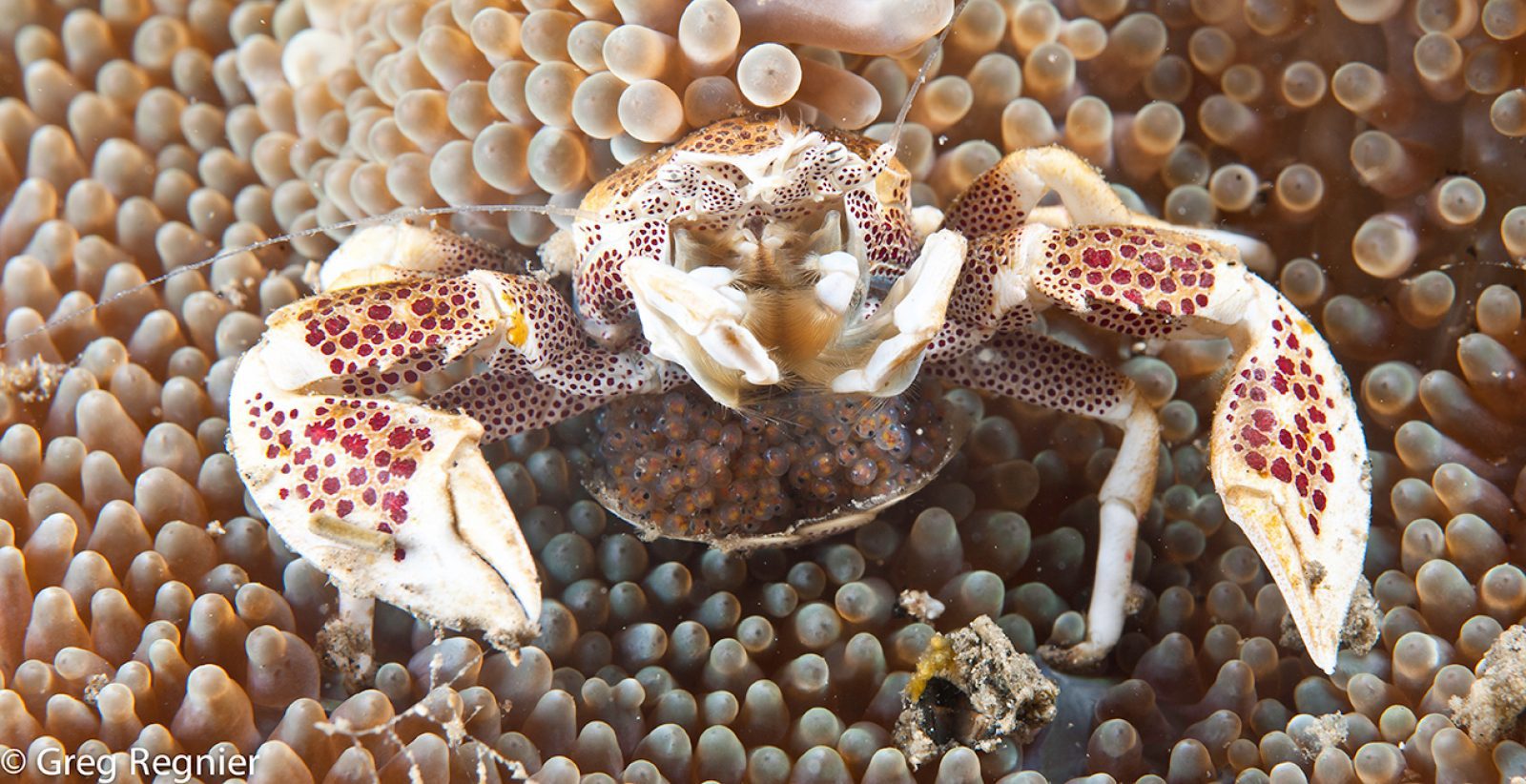 Porcelain Crab at Lembeh resort