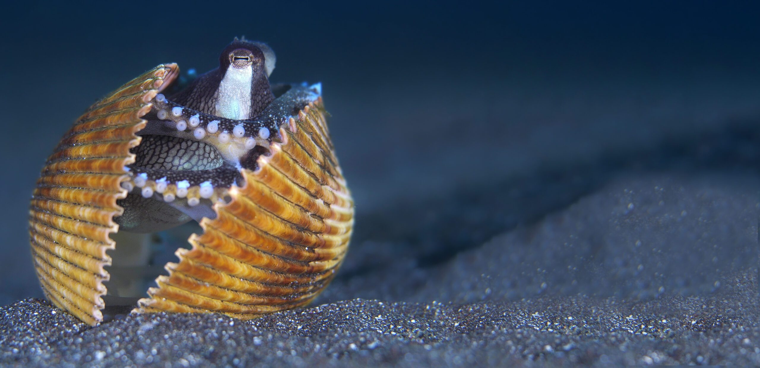 Coconut octopus in shell