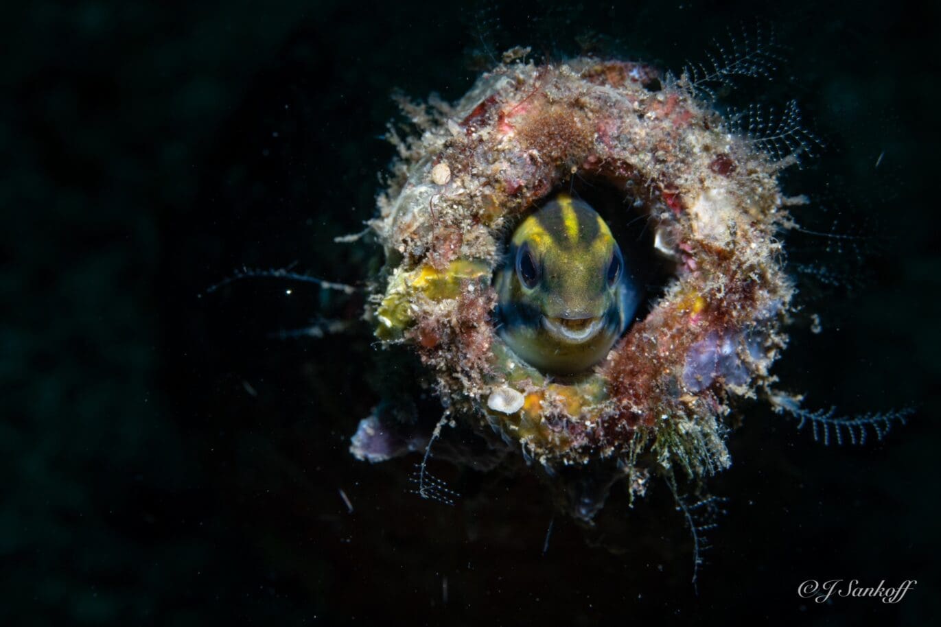 Capturing critters in lembeh