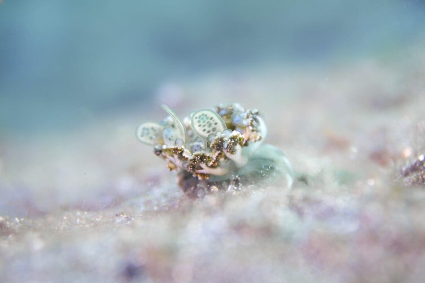 Upside-down jellyfish spotted at Lembeh strait