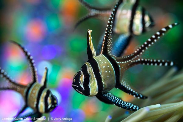 Lembeh Gulen Critter Shootout