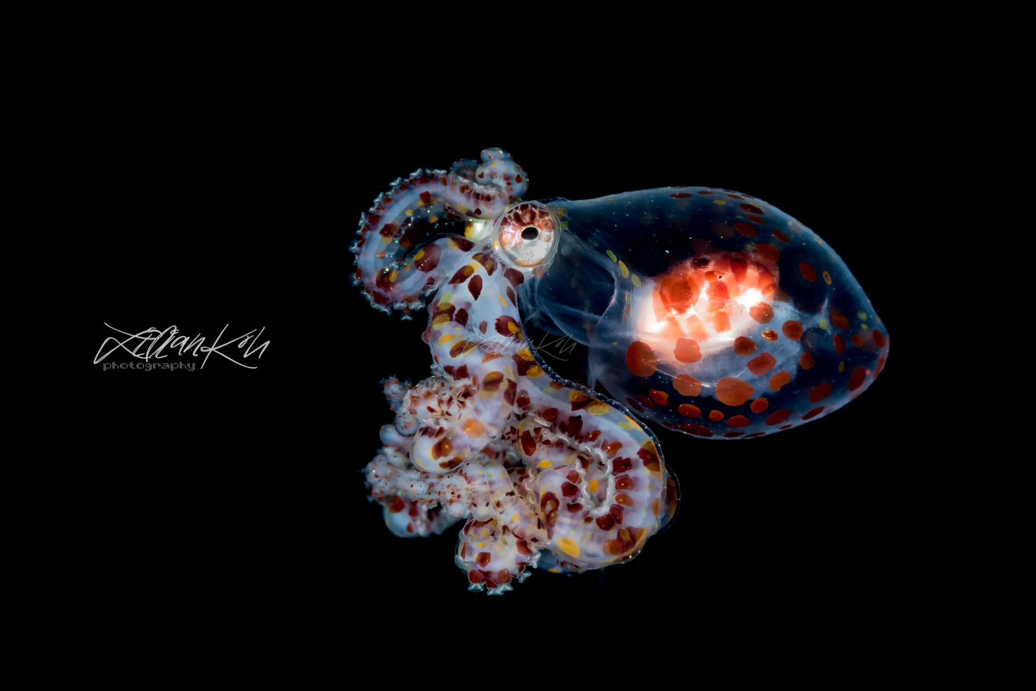 Women In Underwater Photography: Lilian Koh WUNDERPUS LARVAE