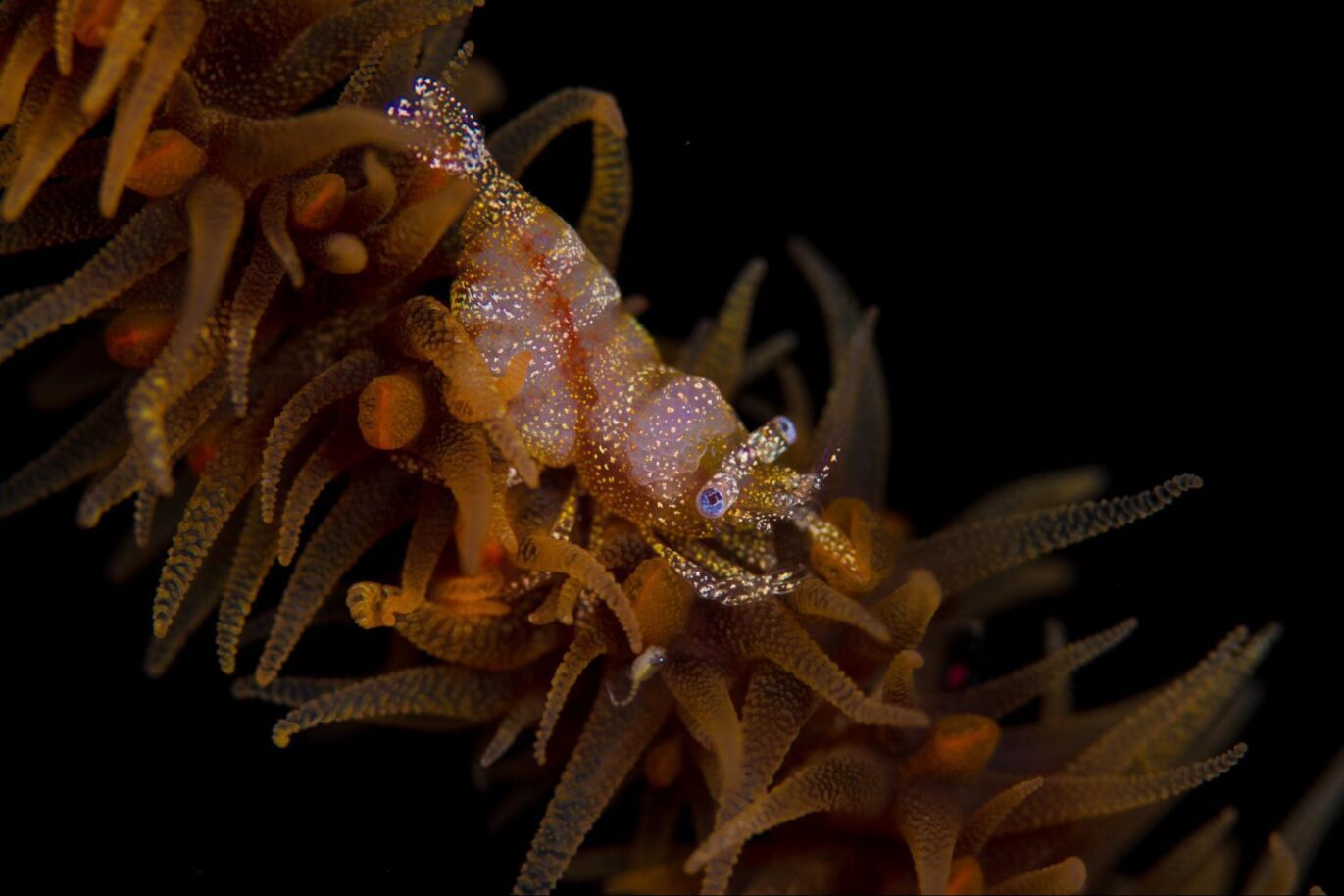 Lembeh Strait Critter