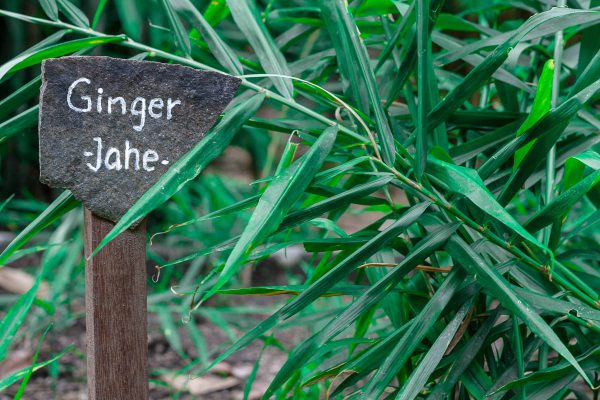 Ginger in Lembeh Resort garden