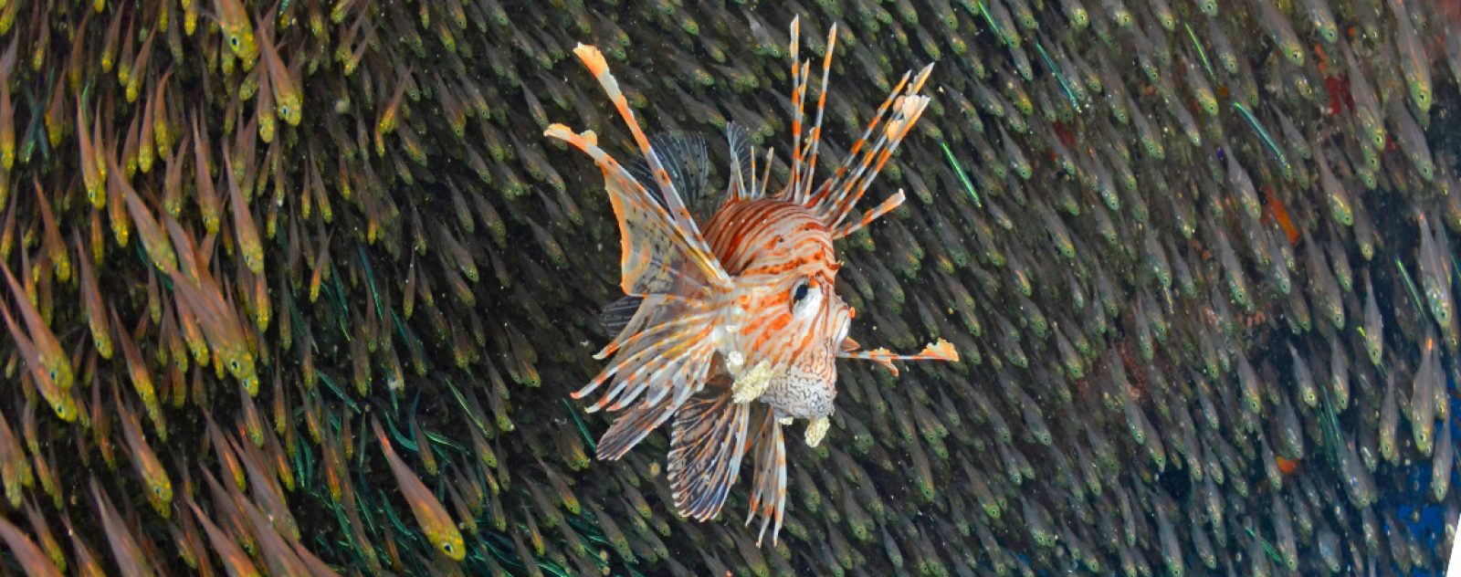 Lionfish