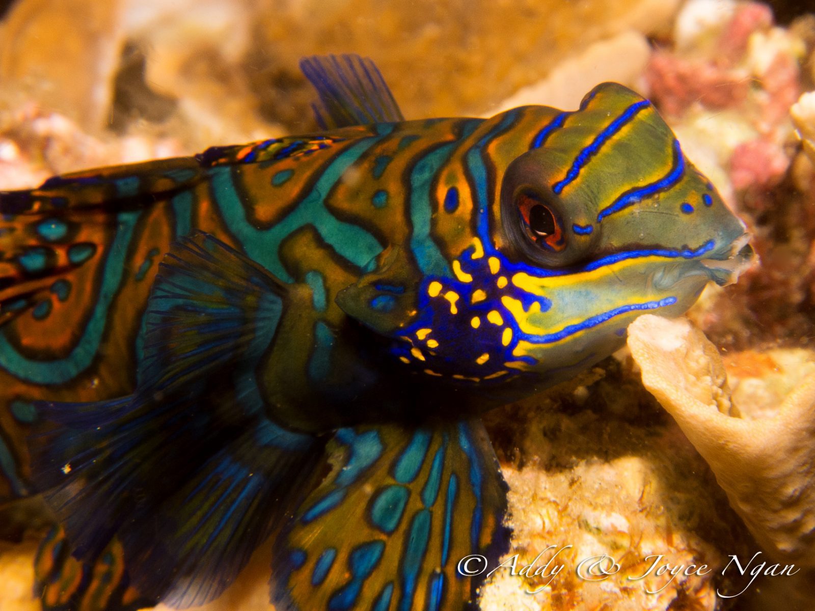 Mandarin Fish Diving in Lembeh