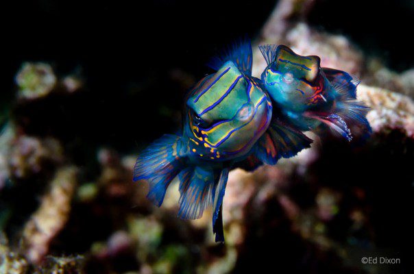 Mandarin Fish, Lembeh Strait, North Sulawesi Indonesia, Bitung, critters@Lembeh Resort, Lembeh Resort