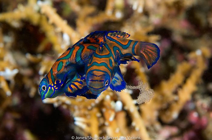 Mandarin fish geek