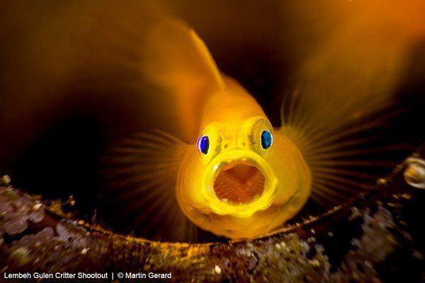 Lembeh Gulen Critter Shootout