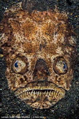 Lembeh Gulen Critter Shootout