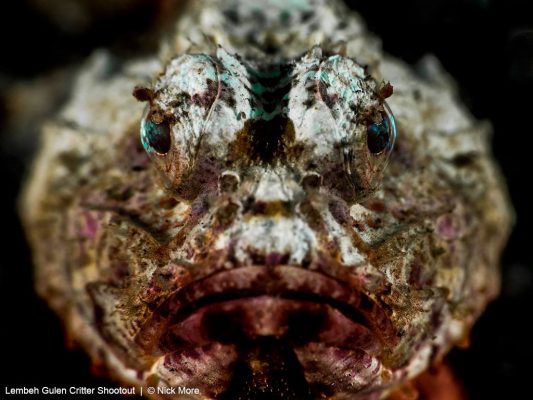 Lembeh Gulen Critter Shootout