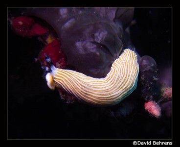 Nudi-Col4