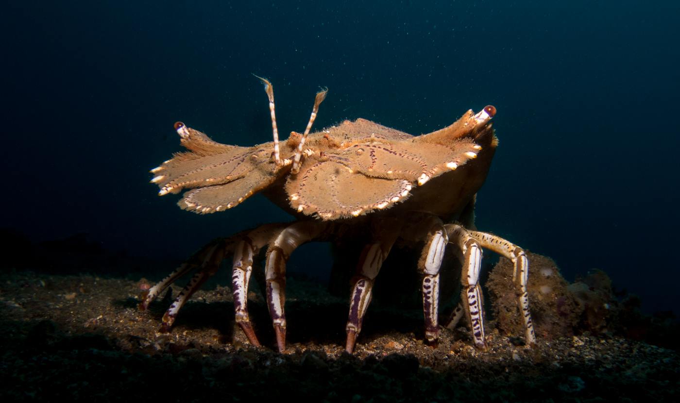 Slipper lobster Lembeh