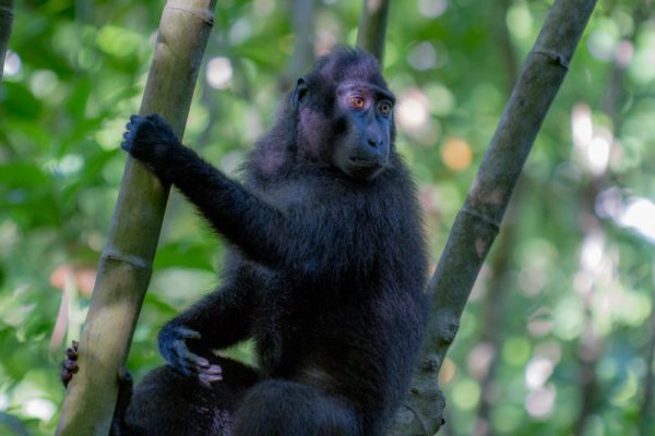 Lembeh Resort Tours