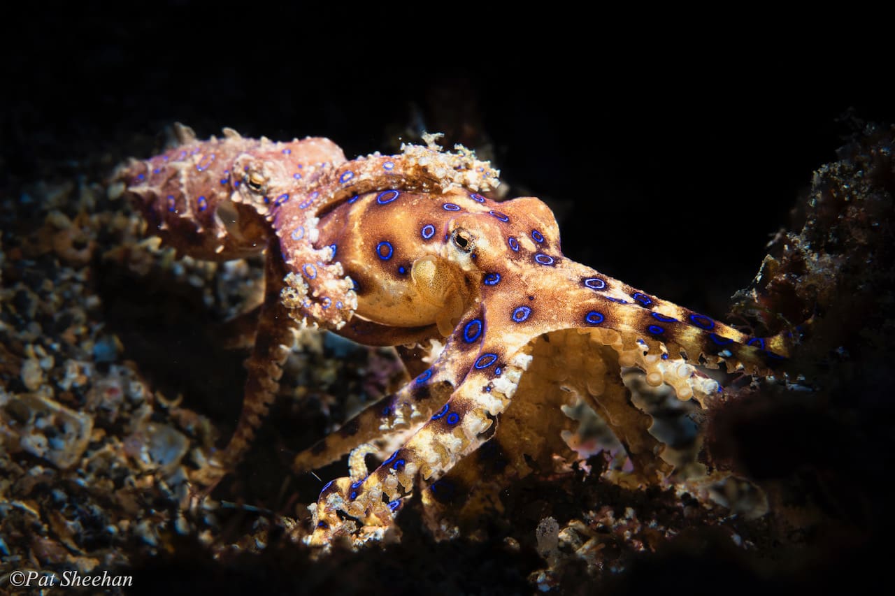 Blue ring octopus