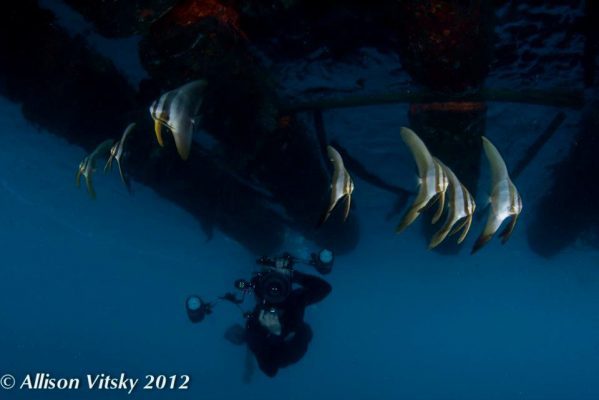 Platax teira Lembeh Resort_criitters@LembehResort