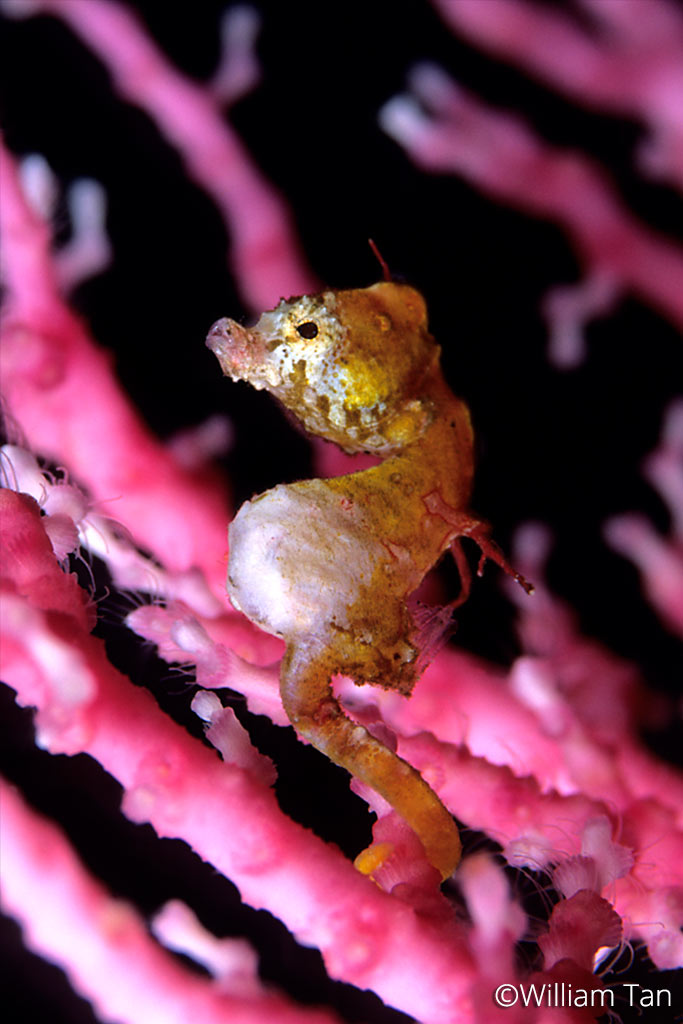 Pontohi-Pygmyseahorse---William-Tan