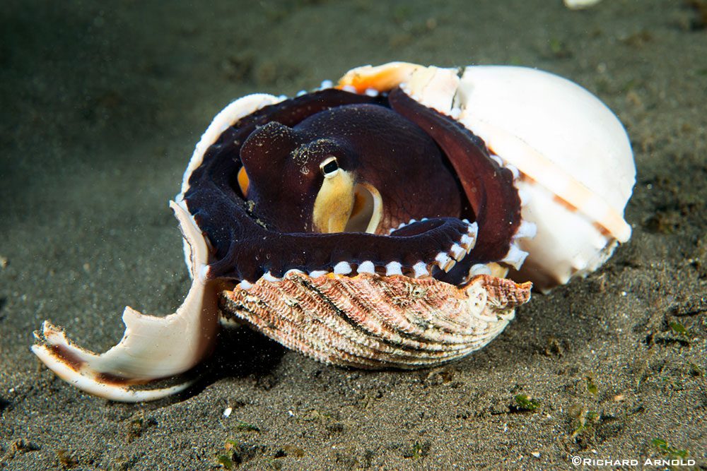 coconut octopus by Richard Arnold