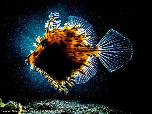 Lembeh Gulen Critter Shootout