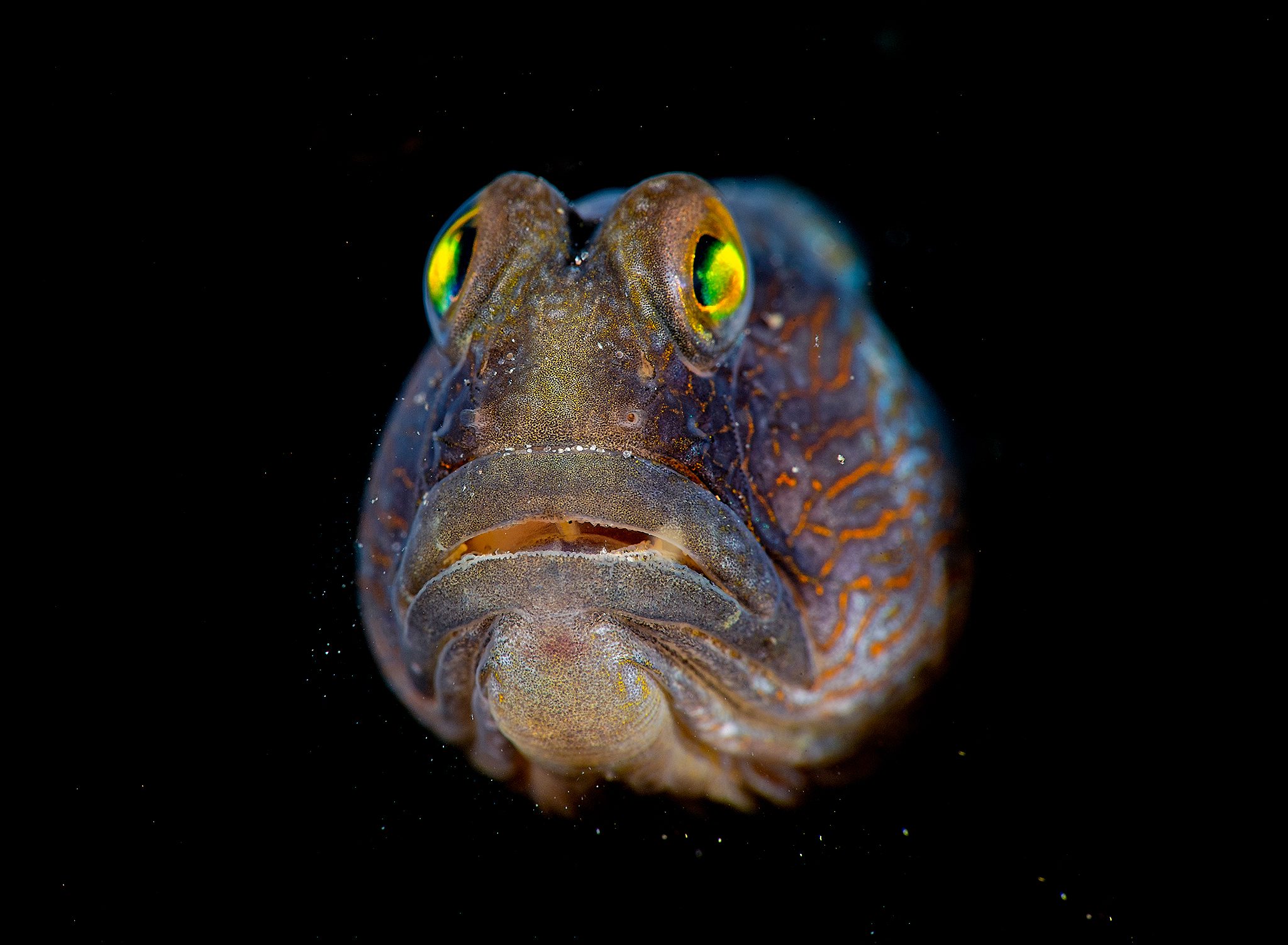 Scott Gutsty Tuason Lembeh