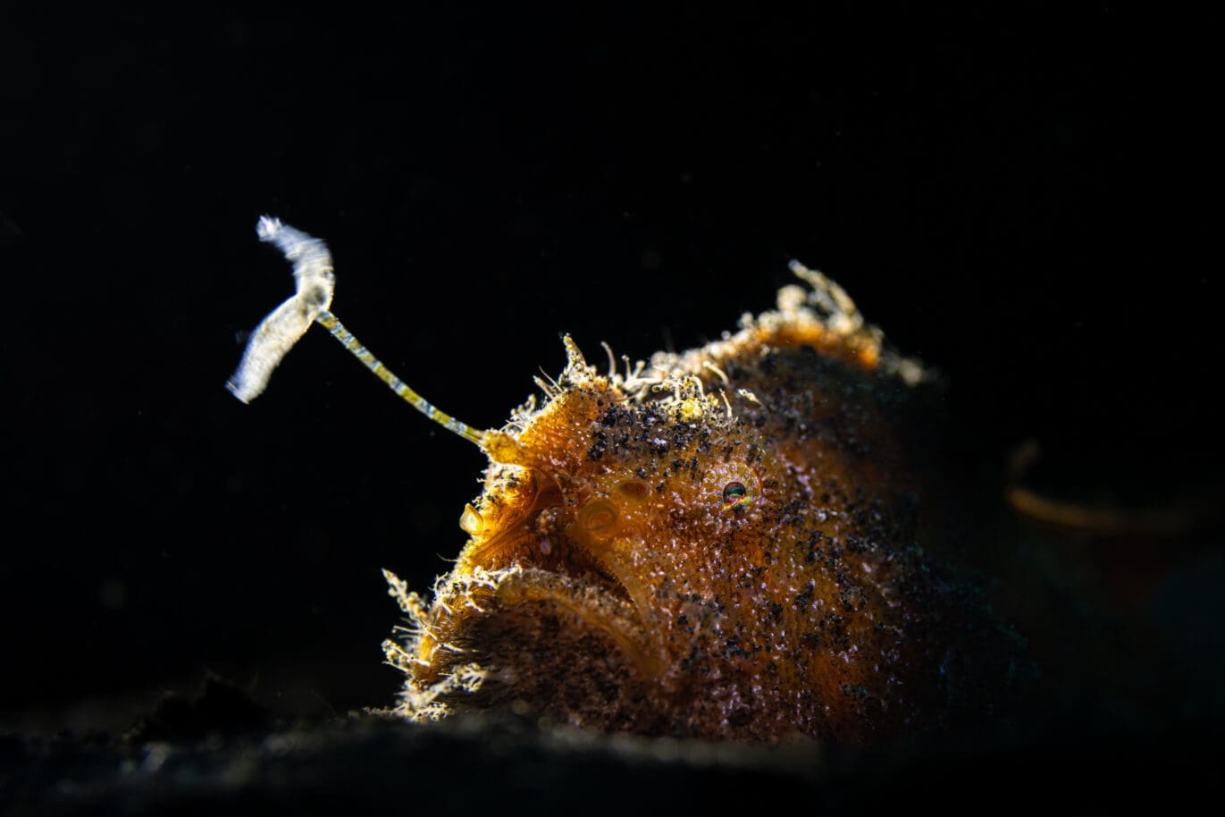 Frogfish by Saeed Rashid