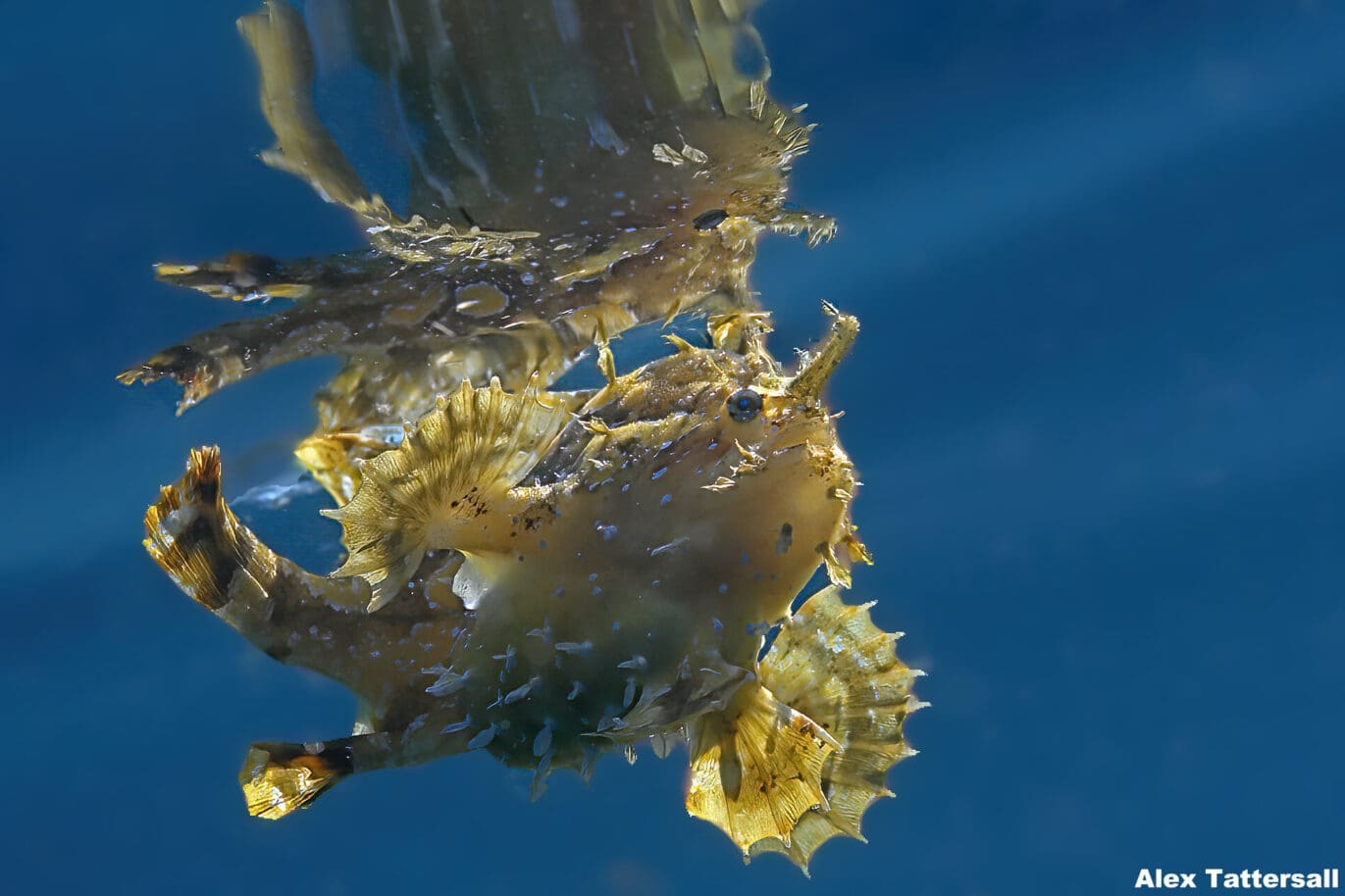 Sargassum Frogfish by Alex Tattersall