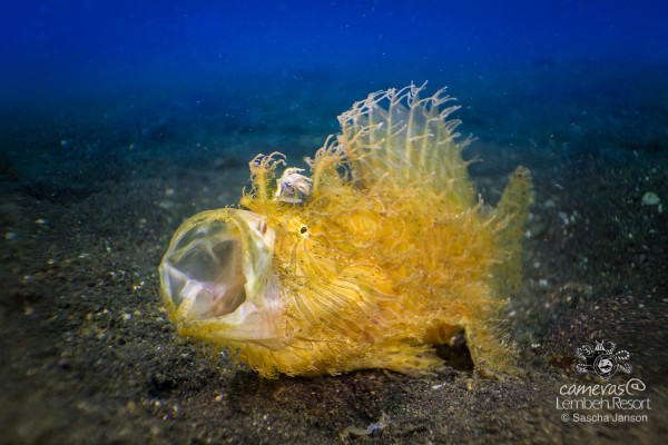 SaschaJanson_CLR_Frogfish_hairy_CFWA