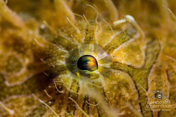 SaschaJanson_CLR_Frogfish_hairy_eye