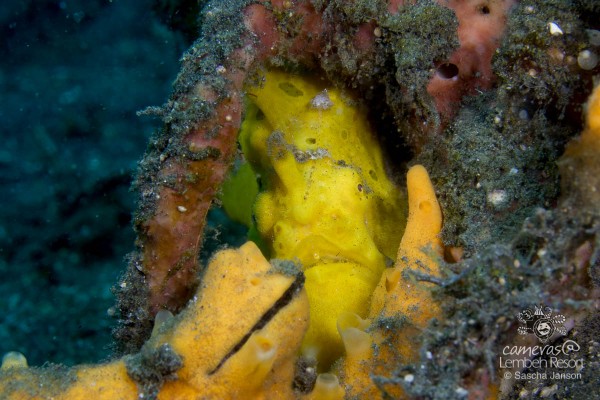 SaschaJanson_CLR_Frogfish_painted