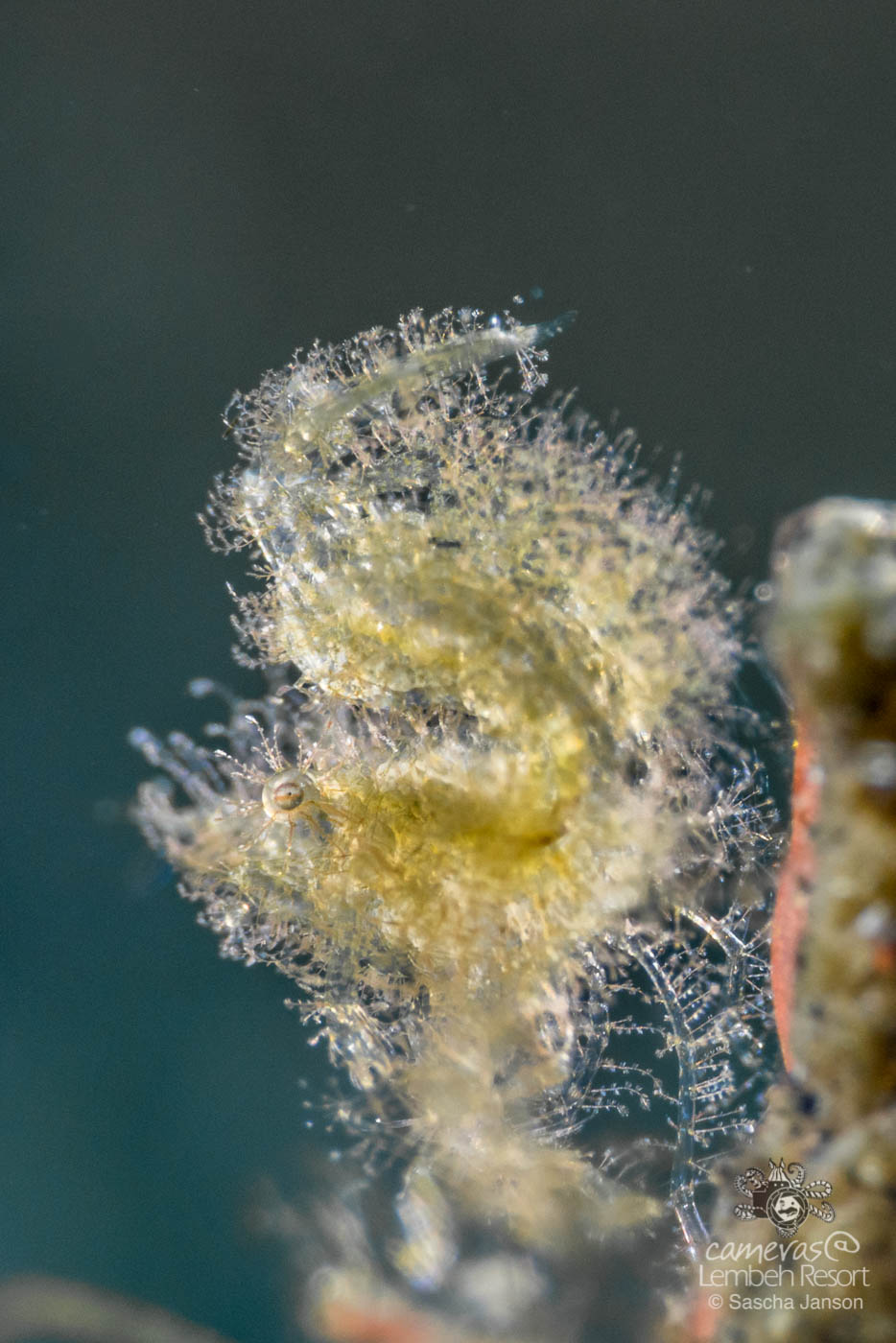 SaschaJanson_Hairy_Shrimp_Lembeh_Resort_00200