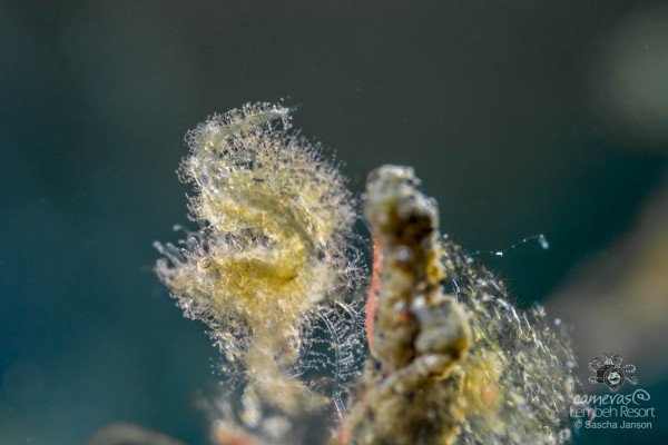 SaschaJanson_Hairy_Shrimp_Lembeh_Resort_00200_uncropped