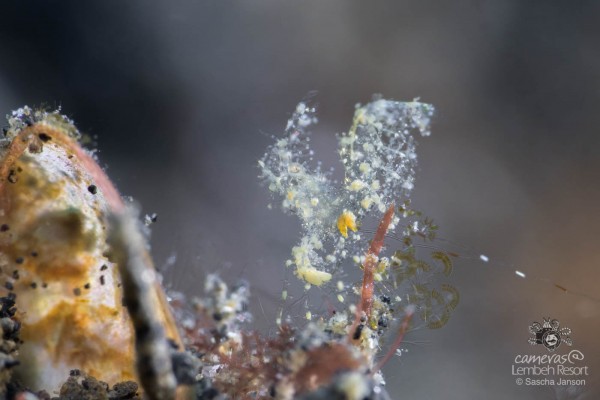 SaschaJanson_Hairy_Shrimp_Lembeh_Resort_00235_uncropped