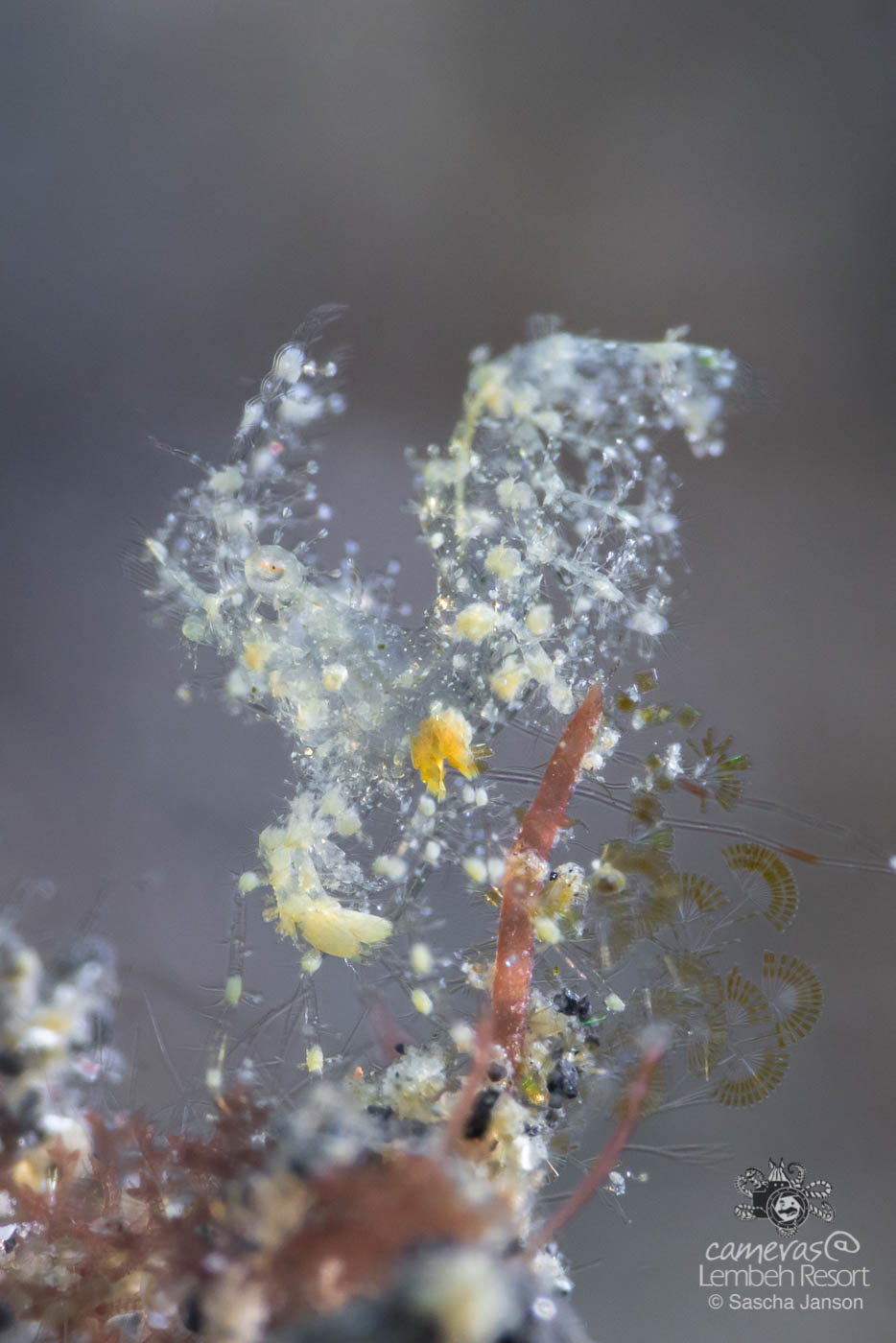 SaschaJanson_Hairy_Shrimp_Lembeh_Resort_00235_vertical_crop