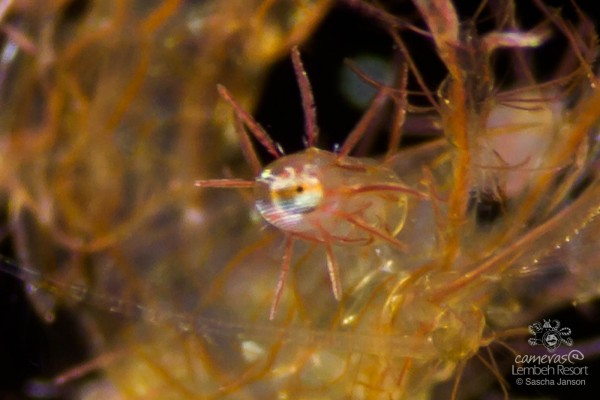 Hairy Shrimp (Phycocaris simulans) Lembeh Strait, Canon 7D, 60mm