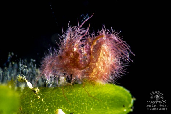 SaschaJanson_Hairy_Shrimp_Lembeh_Resort_5769