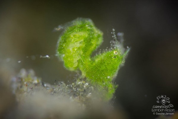 SaschaJanson_Hairy_Shrimp_Lembeh_Resort_6058