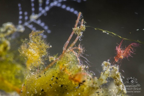 SaschaJanson_Hairy_Shrimp_Lembeh_Resort_8300_uncropped