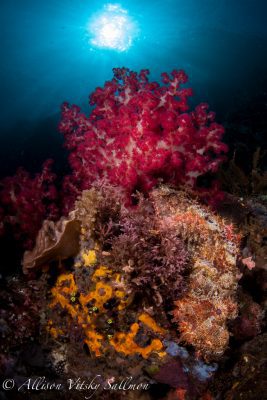 Scorpaenopsis possi Lembeh Resort_criitters@LembehResort-6