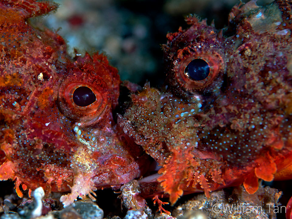 Lembeh Resort, critters at Lembeh Resort, North Sulawesi Indonesia , Tassled Scorpionfish, Scorpaenopsis oxycephala, William Tan