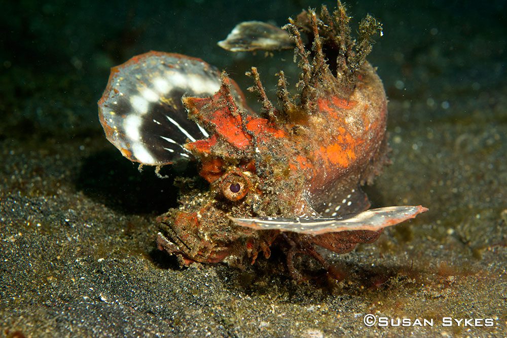 Scorpionfish physical adaptations