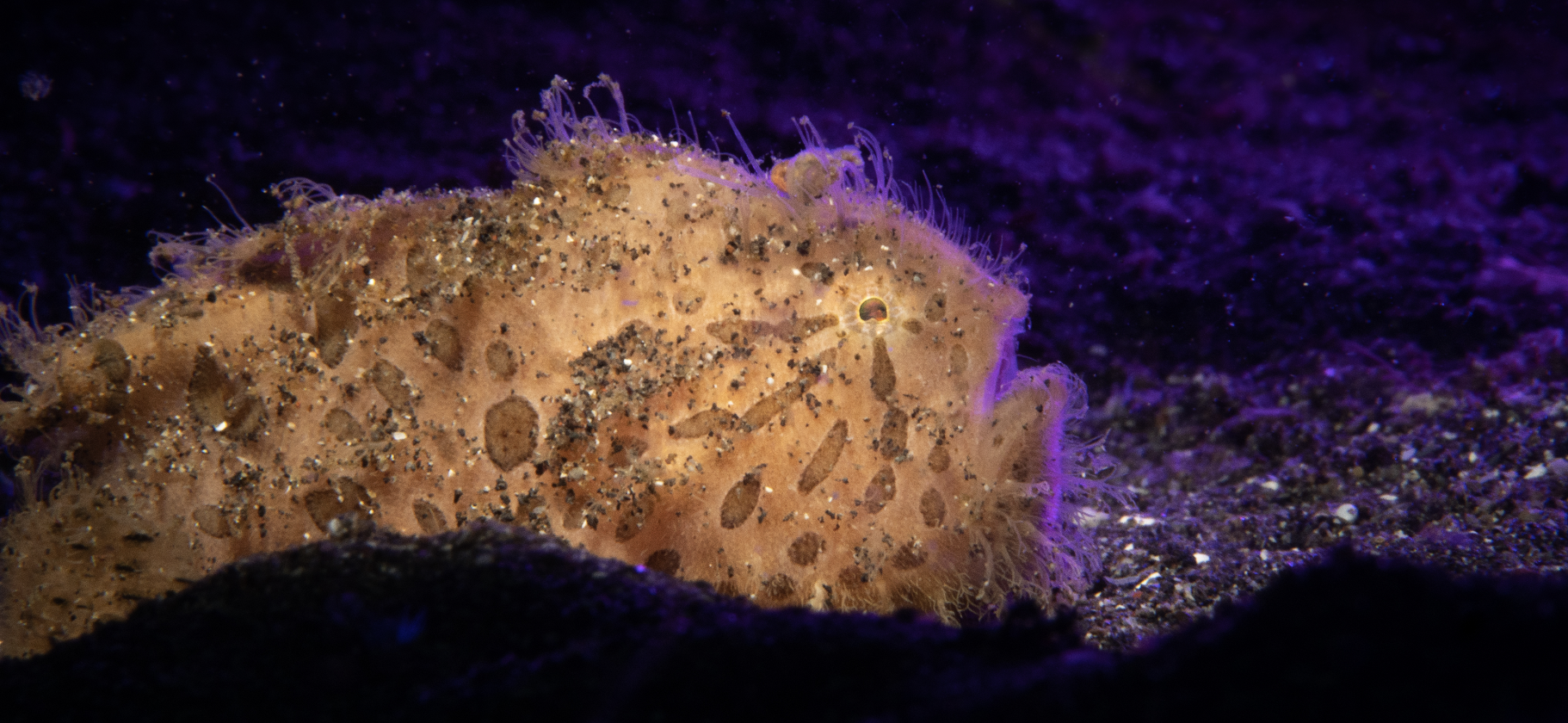 Capturing critters in Lembeh UW photography workshop