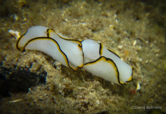 Seaslug